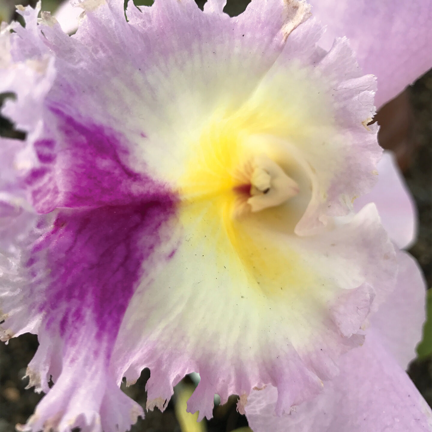 Orchid